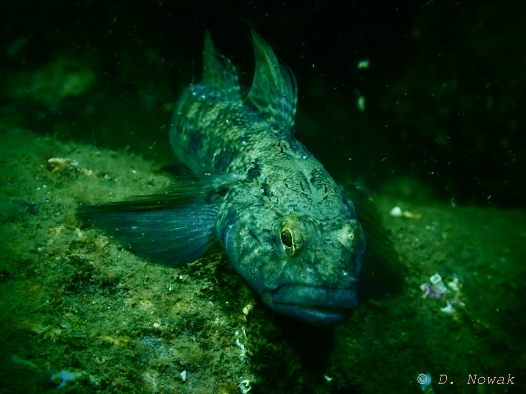 Irish West Coast Sea Life Black Goby Gobius Niger Ailwee