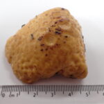 Cliona celata