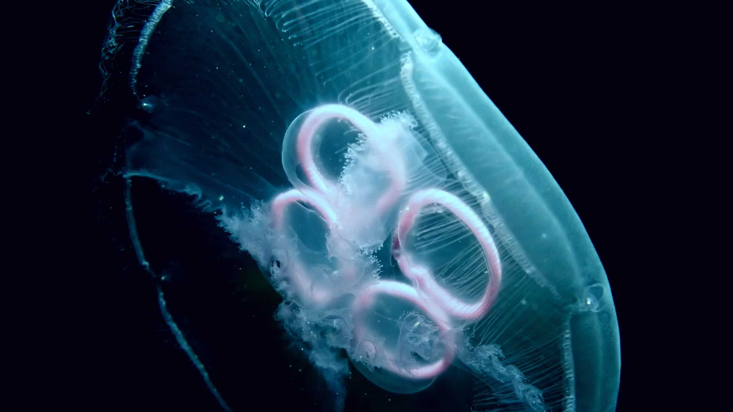 Aurelia aurita