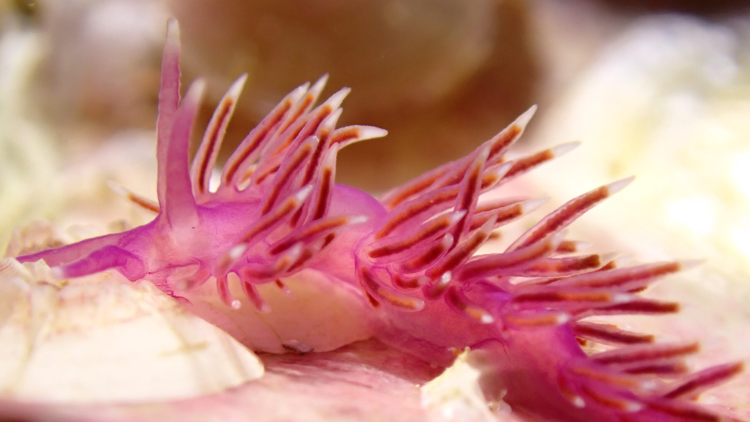 Edmundsella pedata