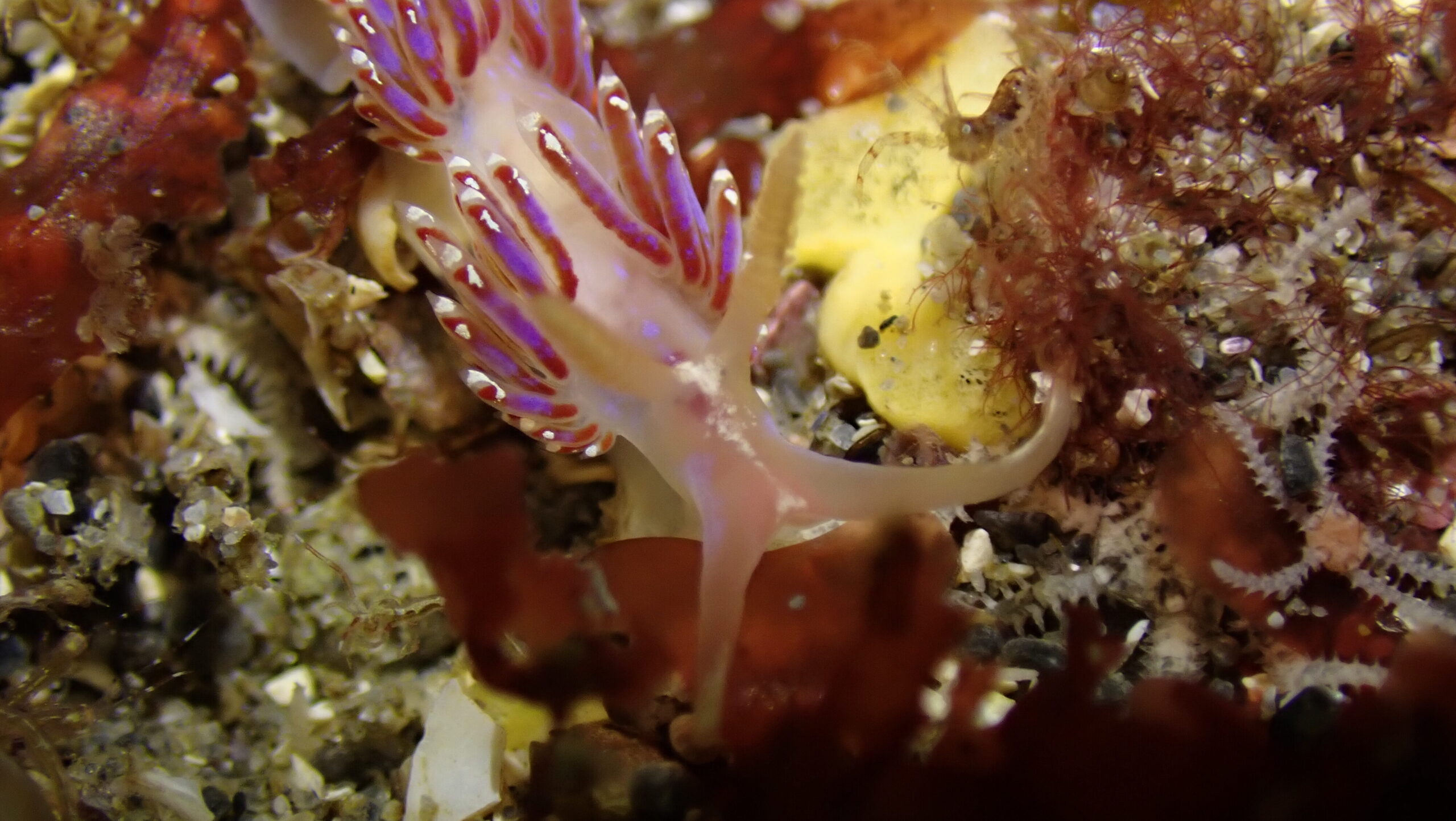 Facelina auriculata