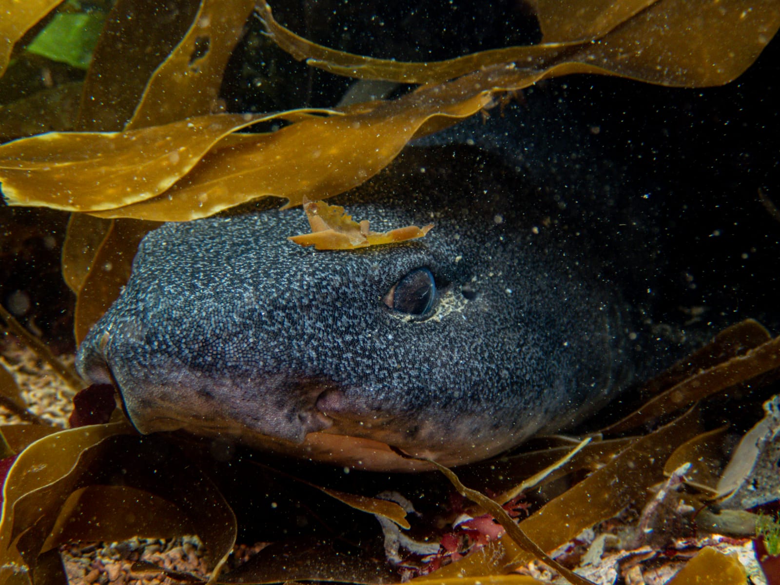 Irish West Coast Sea Life - Ireland Underwater Photography - Irish ...