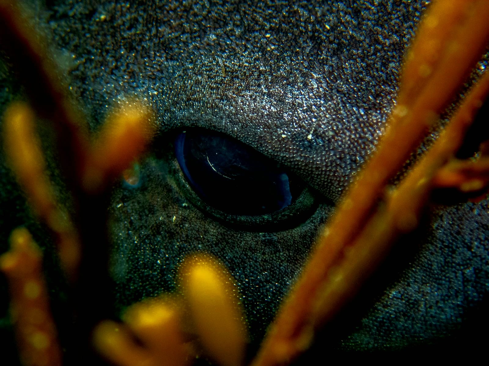 Irish West Coast Sea Life - Ireland Underwater Photography - Irish ...