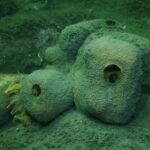 Suberites carnosus
