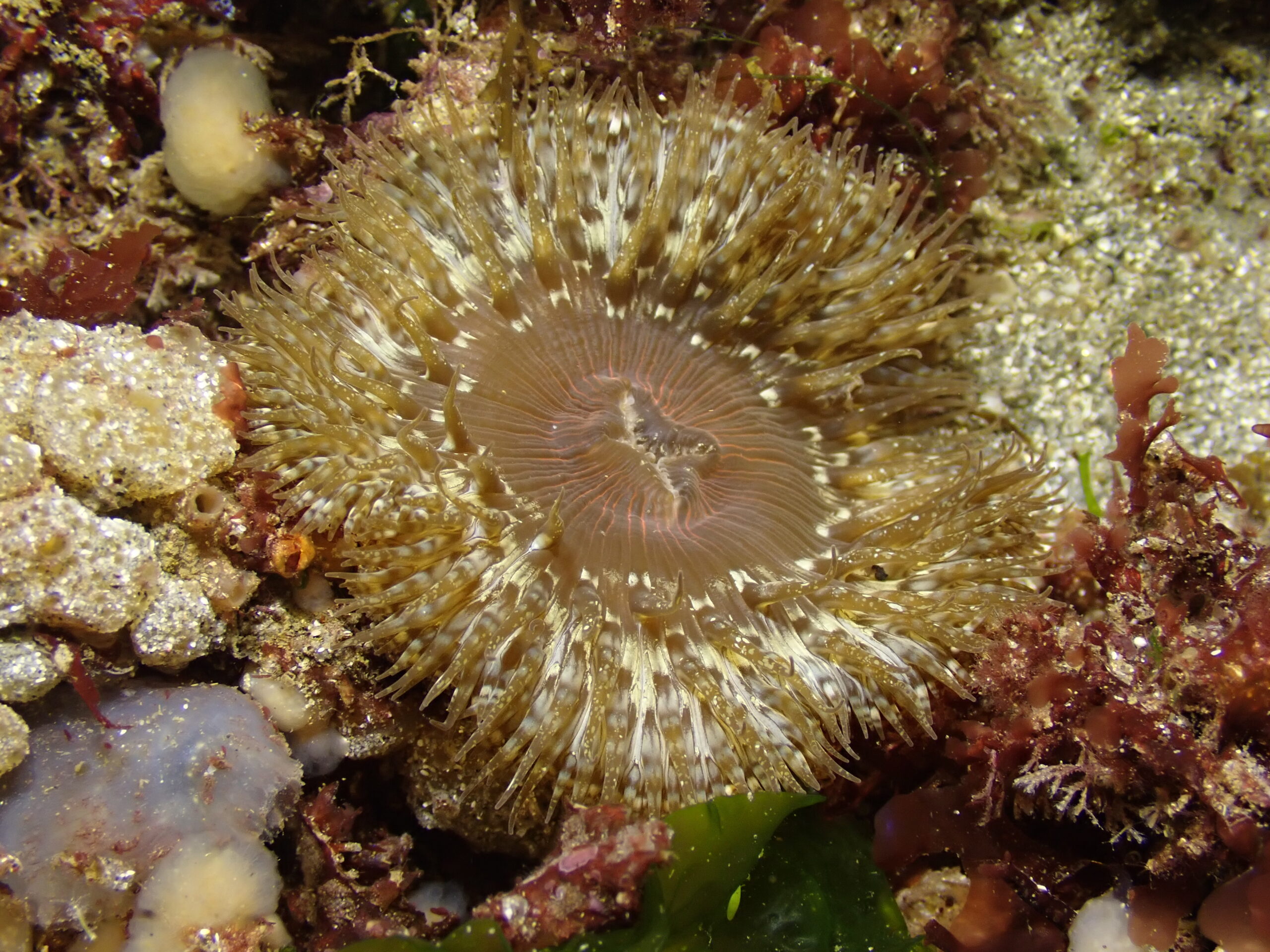 Irish West Coast Sea Life - Cereus pedunculatus