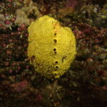 Cliona celata