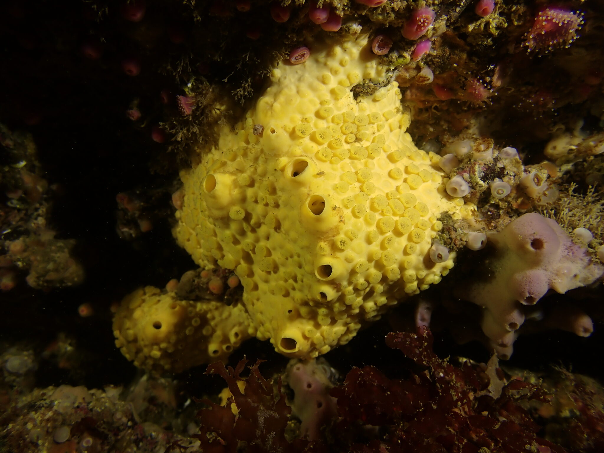 Irish West Coast Sea Life Cliona celata