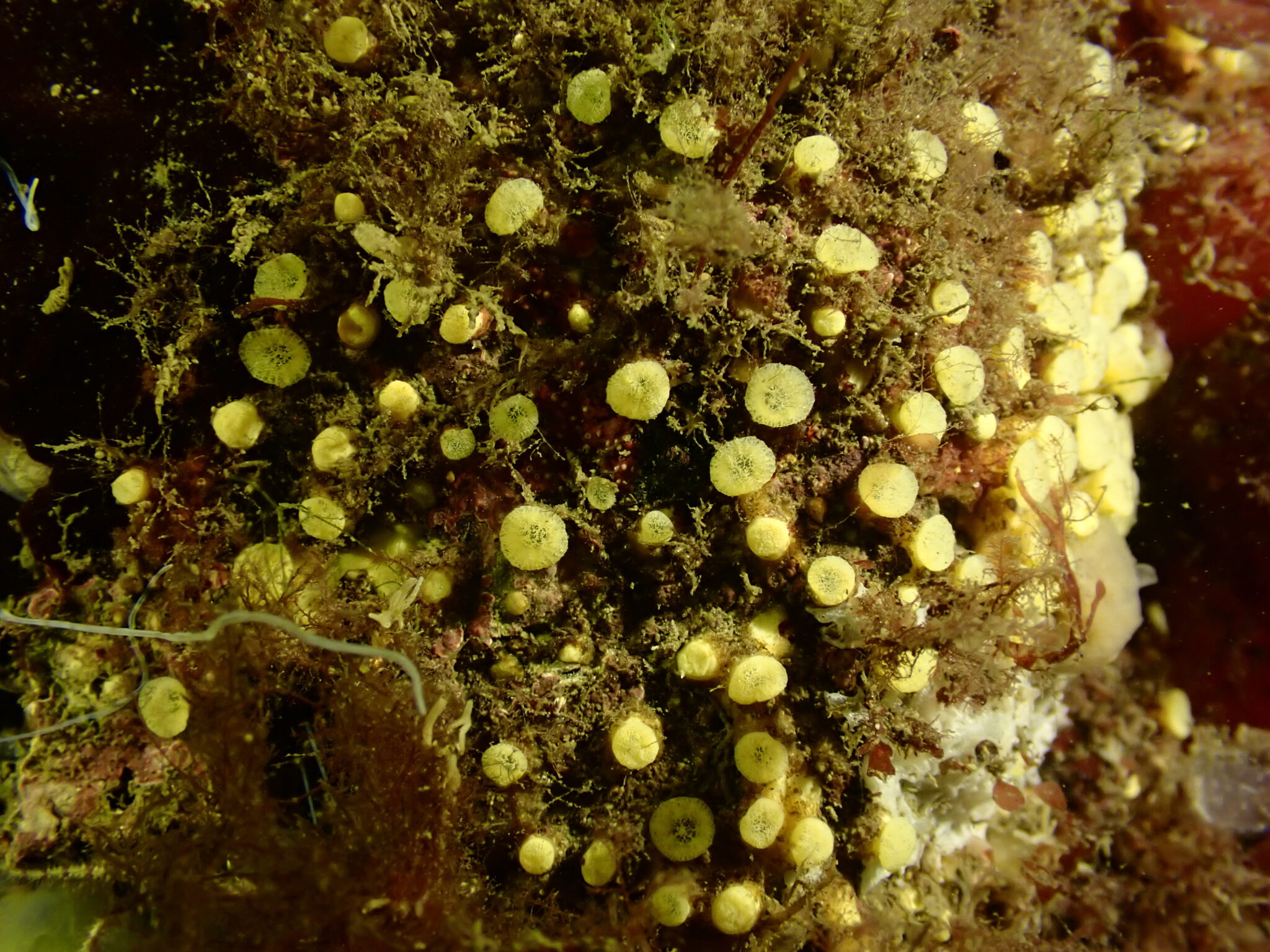 Irish West Coast Sea Life - Cliona celata