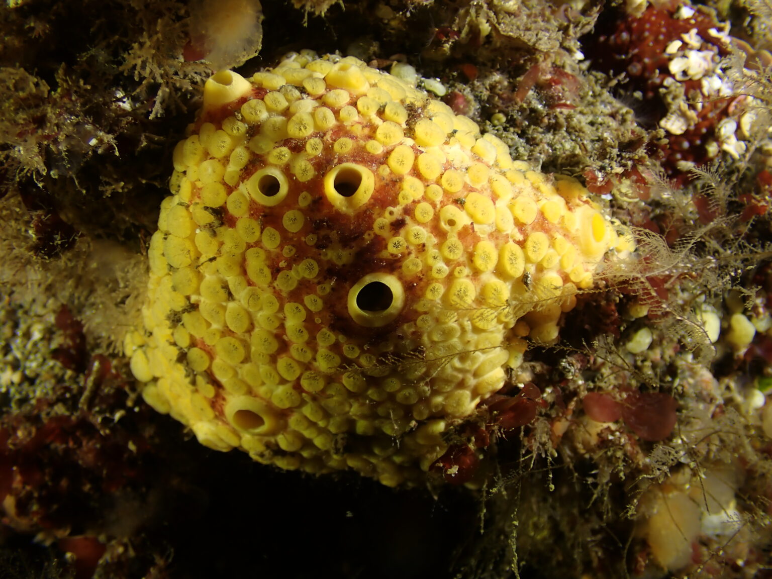 Irish West Coast Sea Life Cliona celata