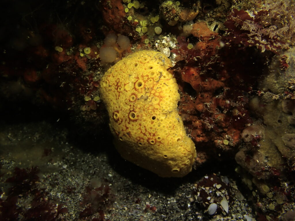 Irish West Coast Sea Life - Cliona celata