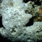 Dysidea fragilis