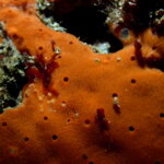Ophlitaspongia papilla