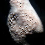 Pachymatisma johnstonia