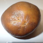 Suberites ficus